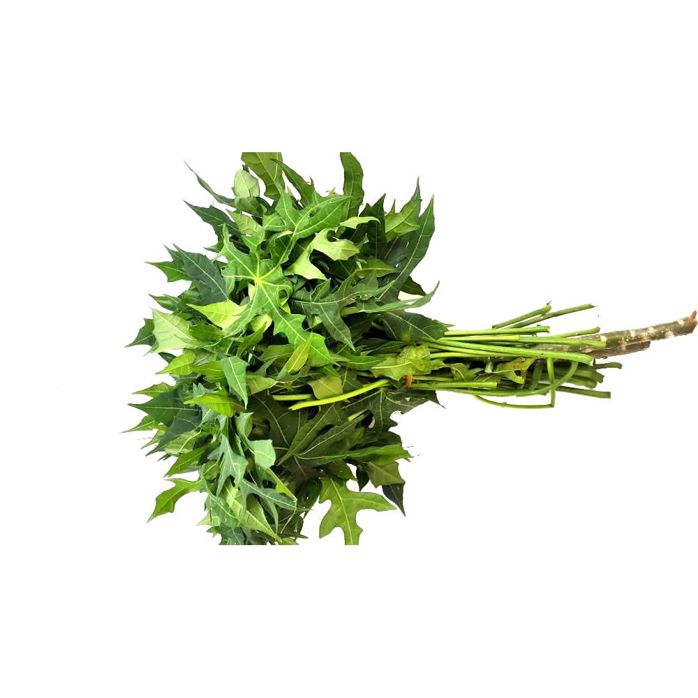 

Daun Pepaya Jepang