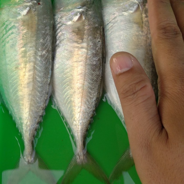 

Ikan Kembung Gepeng Segar 500gr