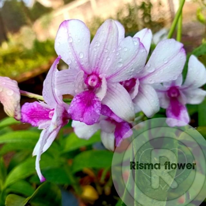 ( DEWASA SUDAH SPIKE ) ANGGREK DENDROBIUM POP EYE DEWASA SUDAH SPIKE / ANGGREK DENDROBIUM DEWASA SUD