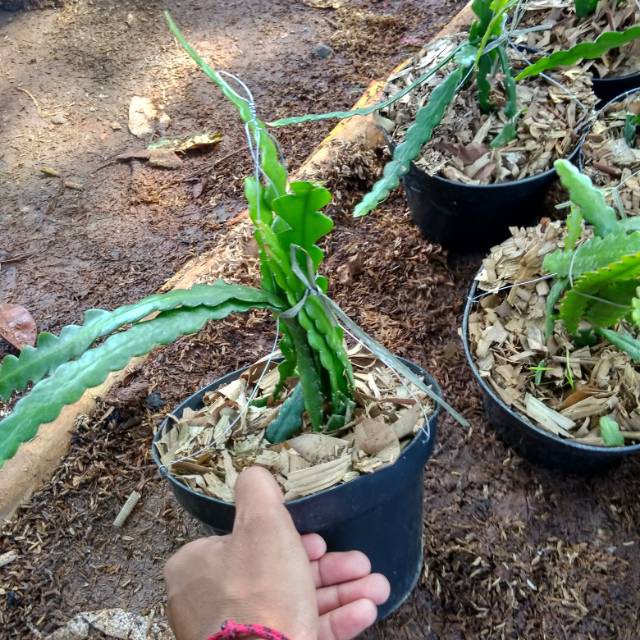 Tanaman hias Wijaya Kusuma gegaji Wijaya Kusuma hijau