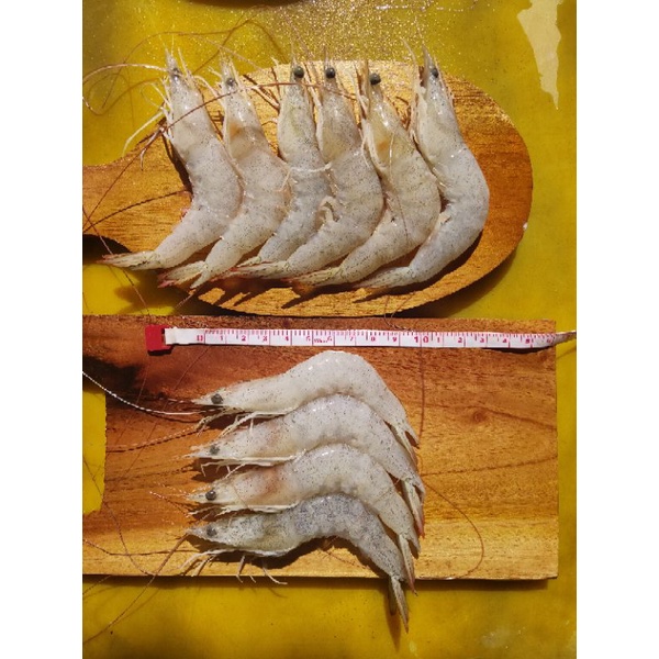 

jual promo udang peci fresh size 60