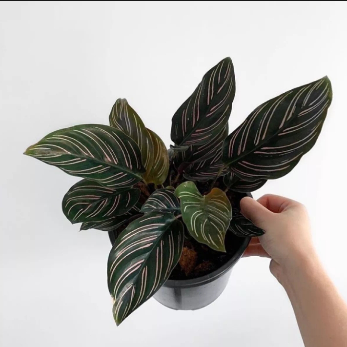 tanaman hias calathea ornata / tanaman hidup calathea ornata / calathea ornata / tanaman calathea