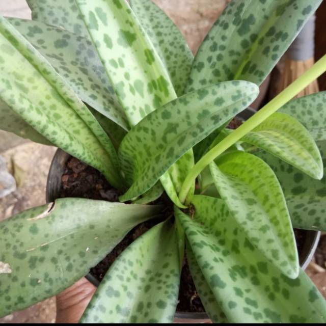 TANAMAN HIAS. POHON BUNGA LIDAH KATAK.