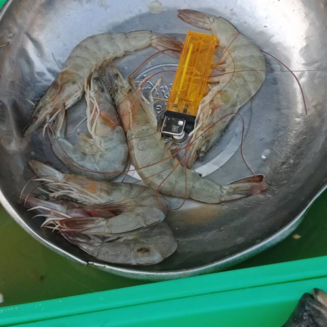 

Udang Size 30-33, perkg 125.000