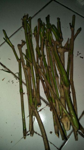 Daun Prasman Segar 500 Gram