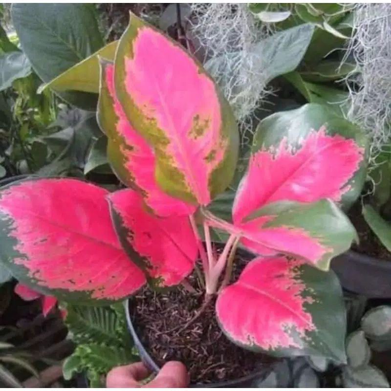 tanaman hias aglonema khocin/aglonema khocin