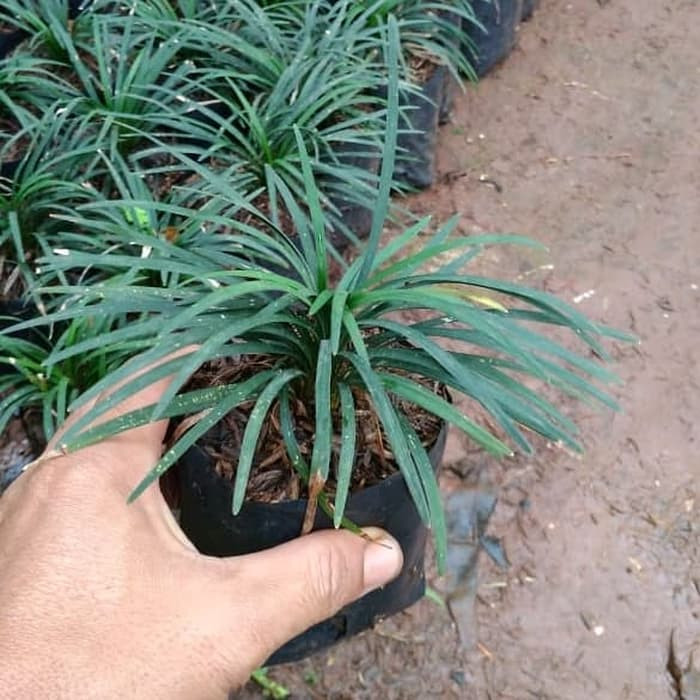 Tanaman Hias Kucai Mini - Kucai Mini