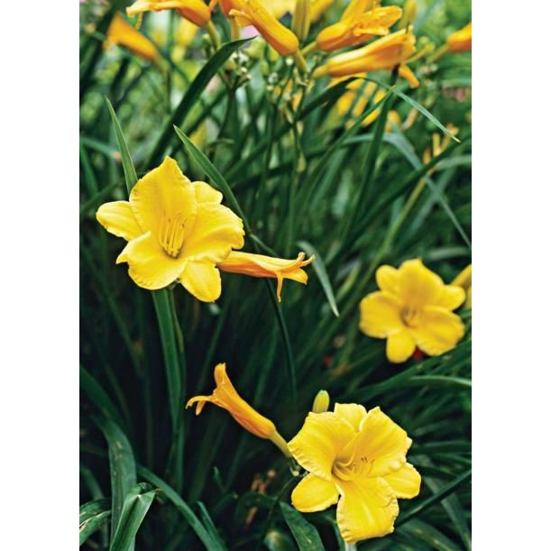 Tanaman Bunga Lily Zephyranthes Yelow Tanaman Lily Hujan Kuning Lili Kuning Shopee Indonesia