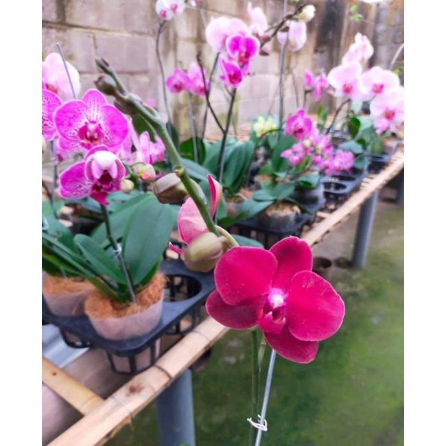 angbul motif spike mekar