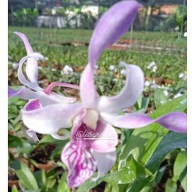 Dendrobium caesar warawan