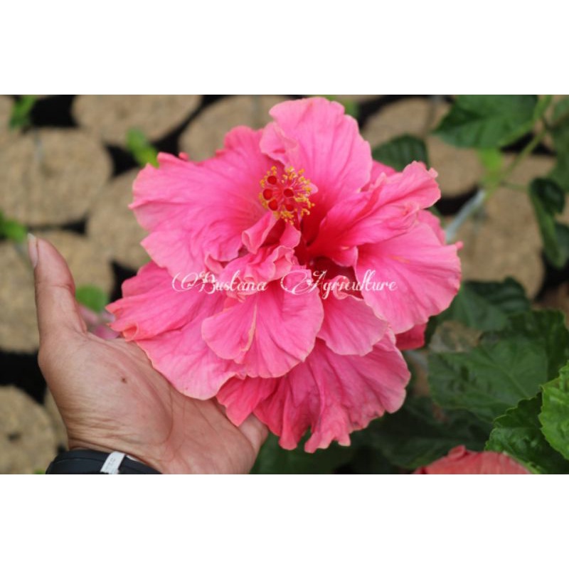 bibit tanaman hias kembang bunga sepatu hibiscus tumpuk bangkok mahkota jumbo warna double pink
