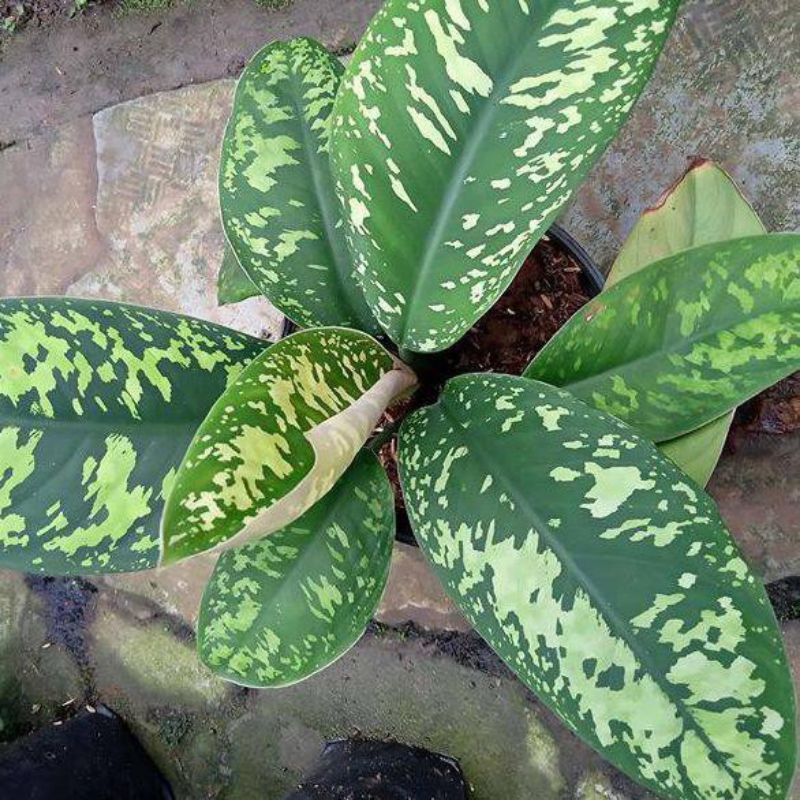 homalomena army/walisi