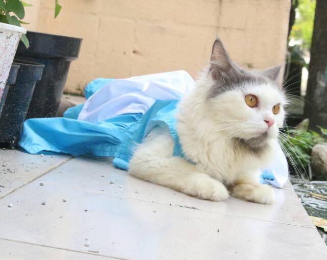 Dress cinderela classic untuk kucing &amp; anjing /Jual Baju Kucing Terlengkap &amp; Berkualitas size S-XL