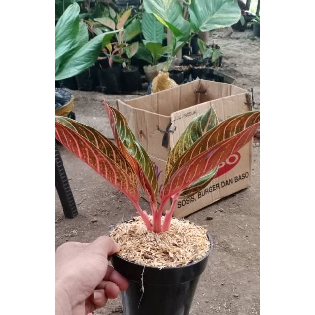 Aglonema red sumatra ( pos / pride of sumatra) daun  5++ besar. real pic. Plant local bukan impor ya