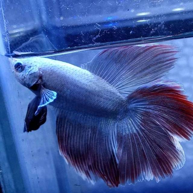 Ikan cupang baby giant HMDT dumbo ear