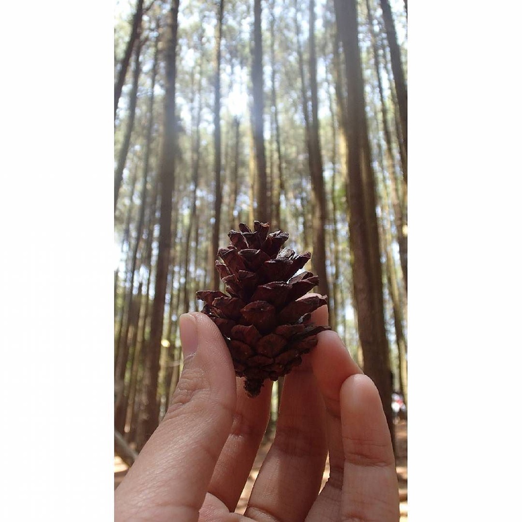 OBAT Herpes - Gatal Exim Paling Ampuh Kemasan 200g