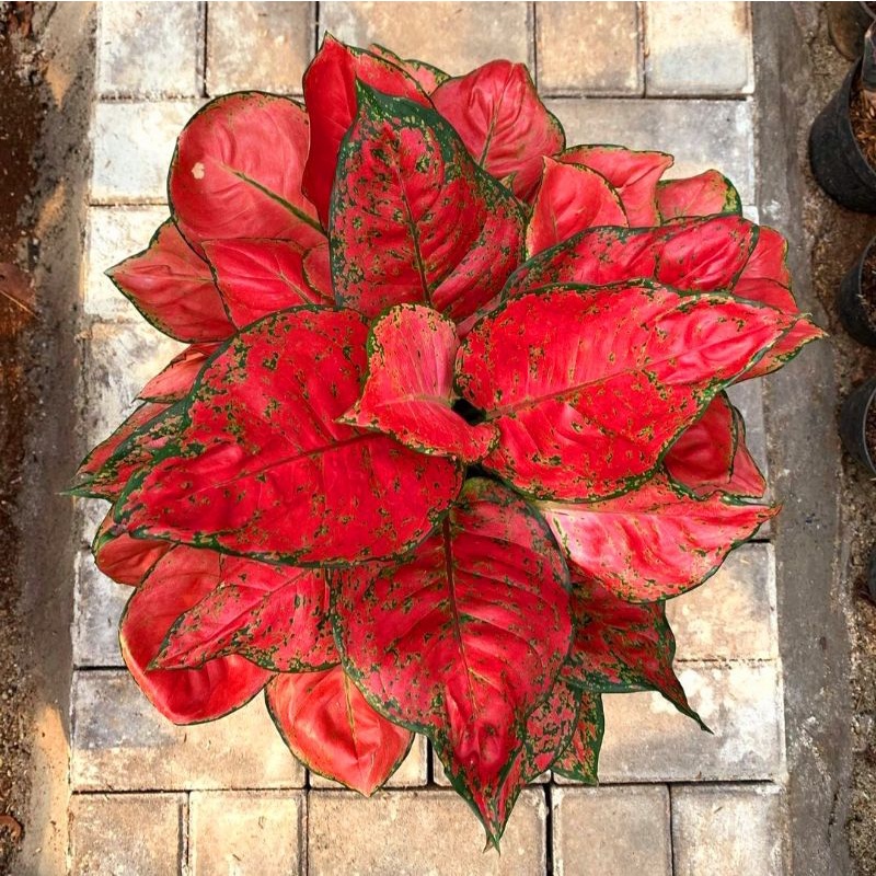Aglonema red anjamani / Bunga aglonema red anjamani / tanaman hidup Aglonema Red anjamani / tanaman 