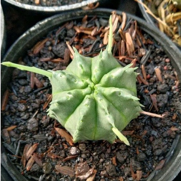 kaktus sukulen// euphorbia valida pot 8cm