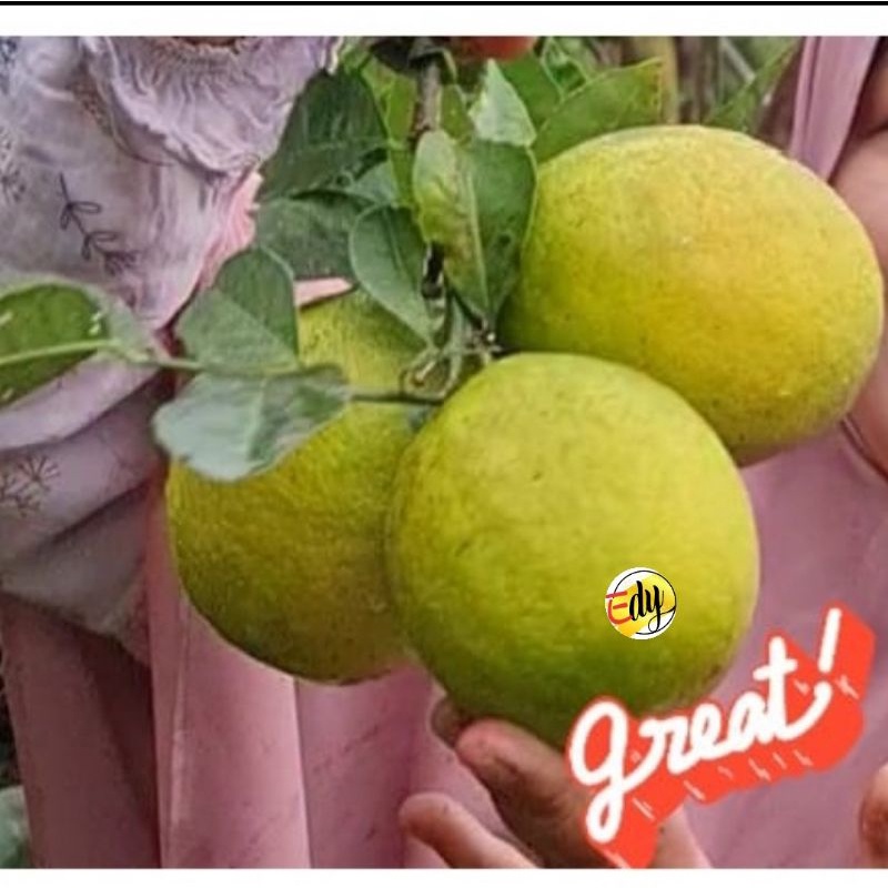 

Jeruk Peras Lemon Hijau California per 1Kg Kualitas Grade A (premium)