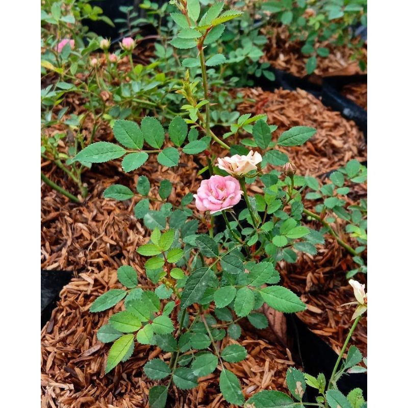 Bunga Mawar Mini / Baby Rose