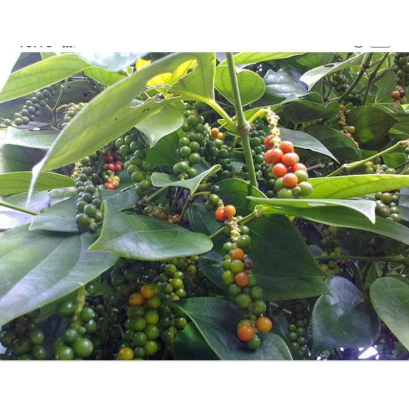 Bibit marica perdu (lada perdu) cepat berbuah