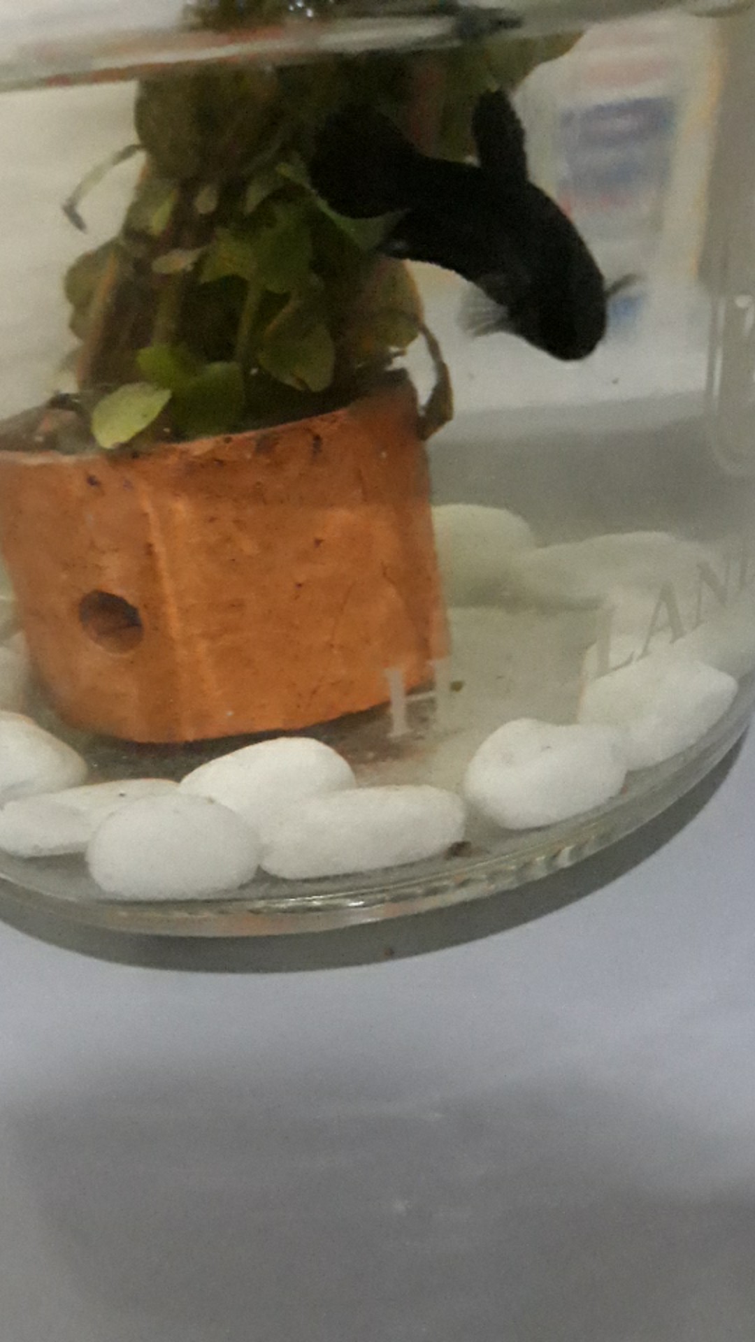 Ikan cupang giant hitam ikan cupang giant black 