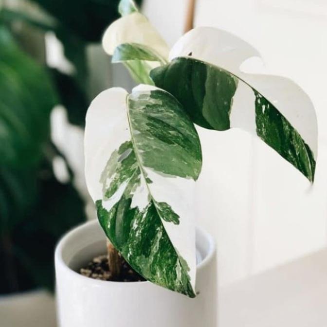 Bibit Tanaman Hias Monstera Epipremnum Variegata-Epipremnum Variegata