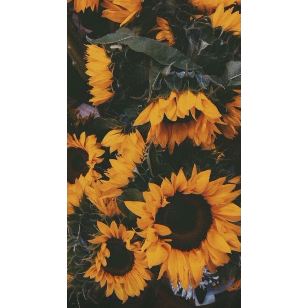 Toko Kaka Hiasan Dinding Bunga Matahari Cantik Pajangan Kamar Bunga Poster Bunga Shopee Indonesia