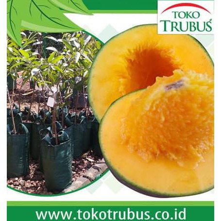 PAKET HEMAT BIBIT MANGGA ALPUKAT+PUPUK NAFOS GUANO ASLI