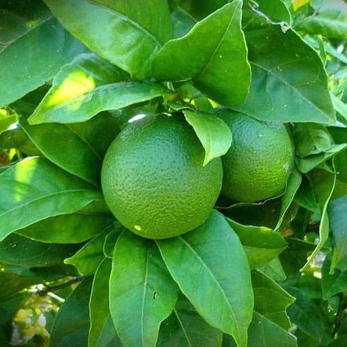 Bibit Benih Biji Buah Jeruk Nipis - Biji Tanaman Buah Jeruk Nipis - Bibit Pohon Buah Jeruk Nipis-COD