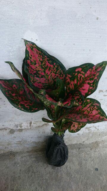 Tanaman Hias Indoor Aglaonema Dud Anjamani