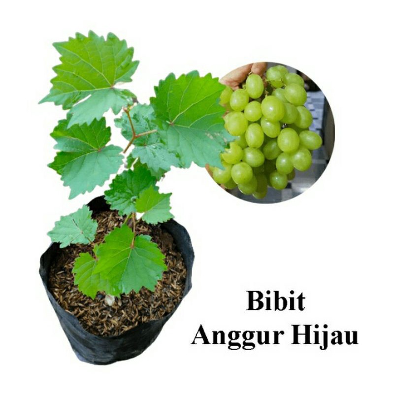 Bibit anggur hijau / pohon anggur hijau