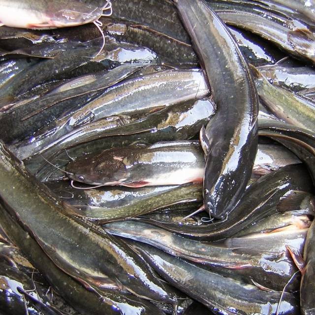 

Ikan lele segar 500g kemasan plastik vacum