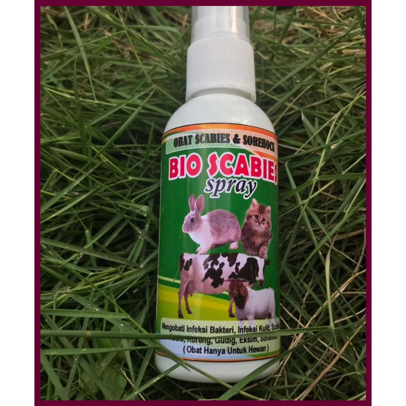 Obat Sorehock Kelinci, Obat GUDIG UNTUK KELINCI, Obat Koreng HEWAN, Obat SCABIES Hewan, BIO Scabies 