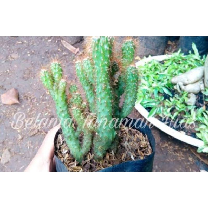 tanaman hias hidup kaktus mini duri halus cantik murah siap tanam