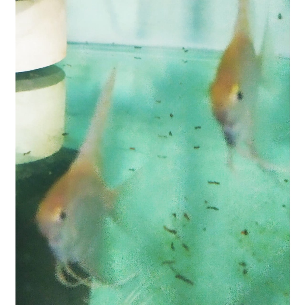 Ikan manfish golden ikan layang layang size L