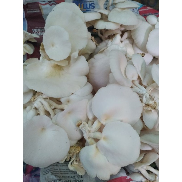 

jamur tiram