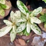 tanaman hias asoka variegata