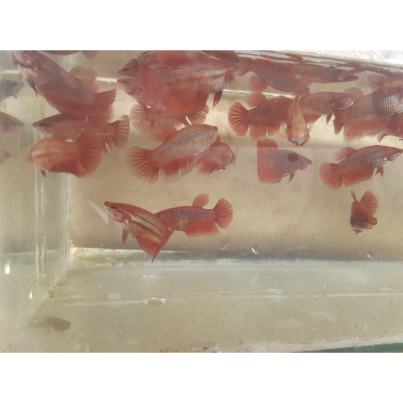 Betina cupang super red