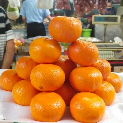 

Jeruk Murcot Import Fresh Manis Segar