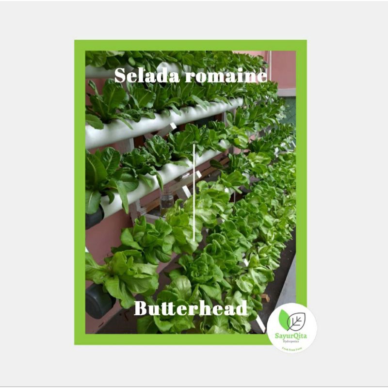 

Selada Romaine Butterhead Hydroponic