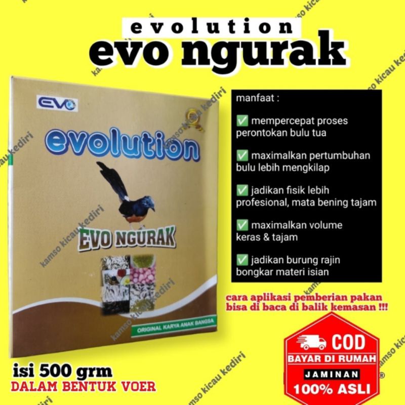 VOER EVOLUTION VOER NGURAK VOER EVO NGURAK / MABUNG