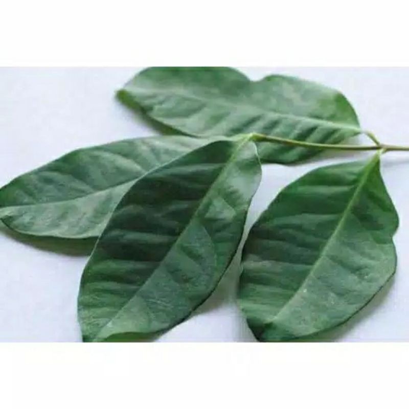 

daun salam perpack 3000