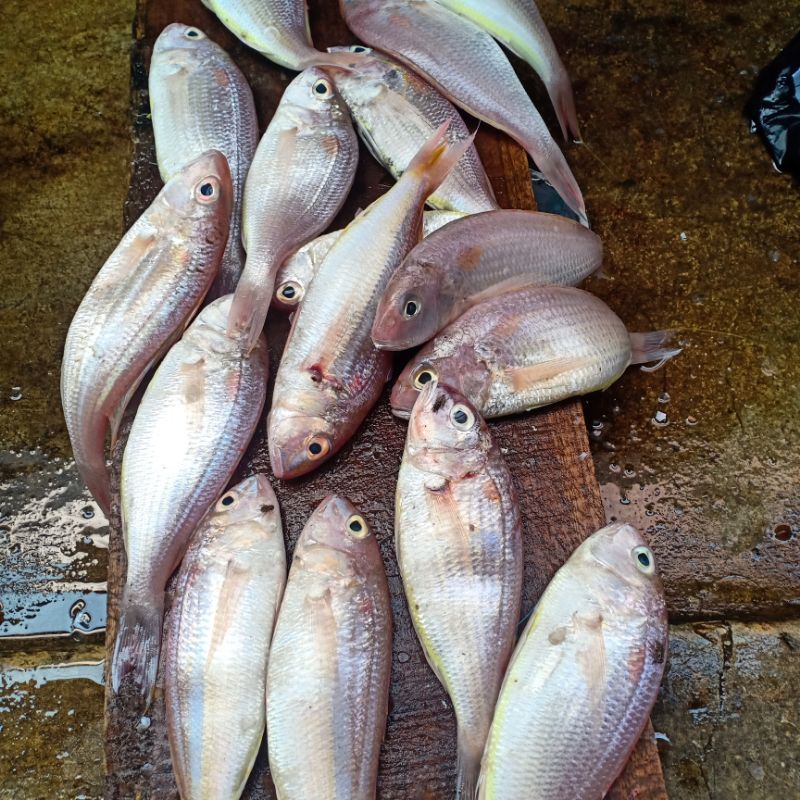 

Ikan Segar kurisi harian bukan bekuan ikan trisi kecil size 15 20