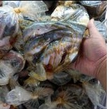 

Ikan lele sudah bersih bumbu kuning siap masak