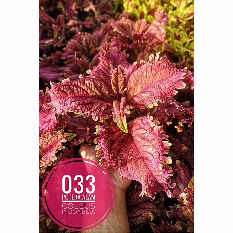 Miana id red Mela/Miana premium/miana langka/