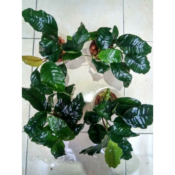 

Coffee kingkong JUMBO
