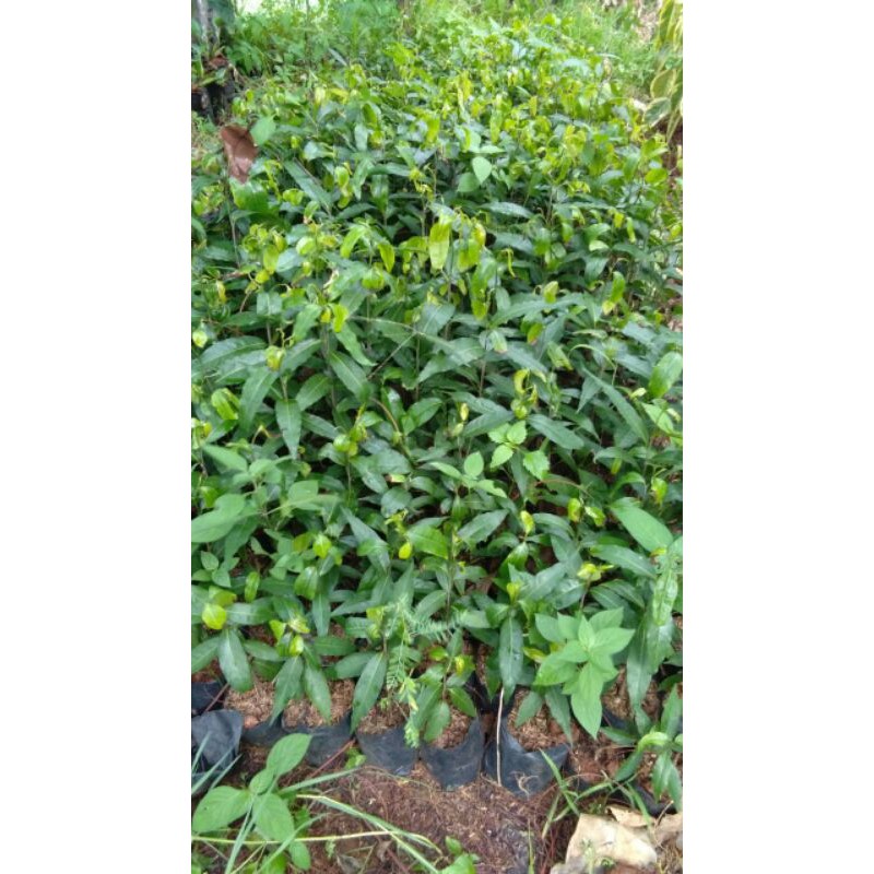 

Bibit glodogan tiang