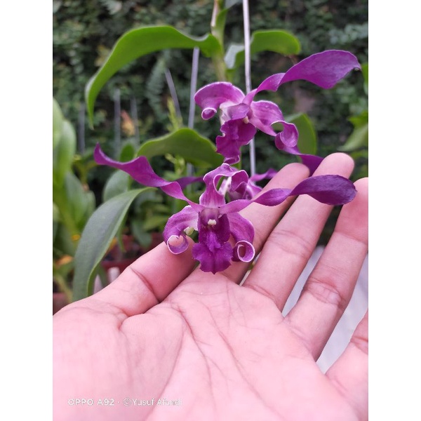 anggrek Dendrobium Blue twist dewasa premium