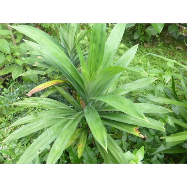 Bibit buah merah papua